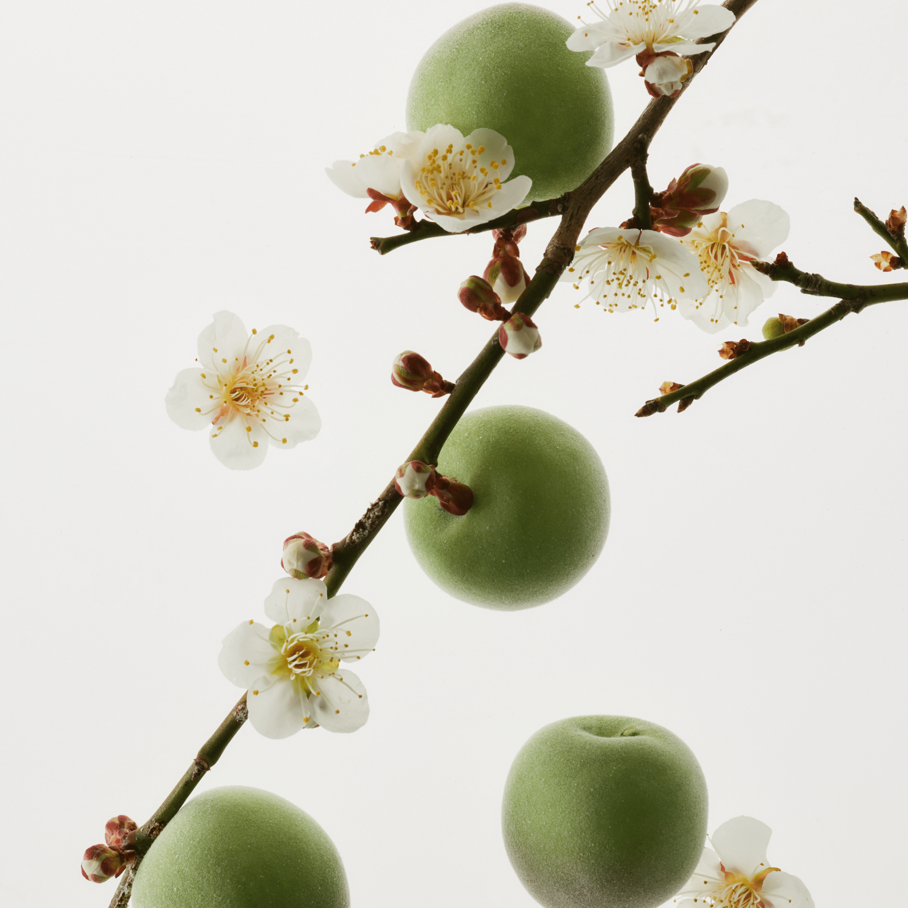 Key Ingredients - Green Plum Water, Mung Bean Extract, AHA + BHA Complex