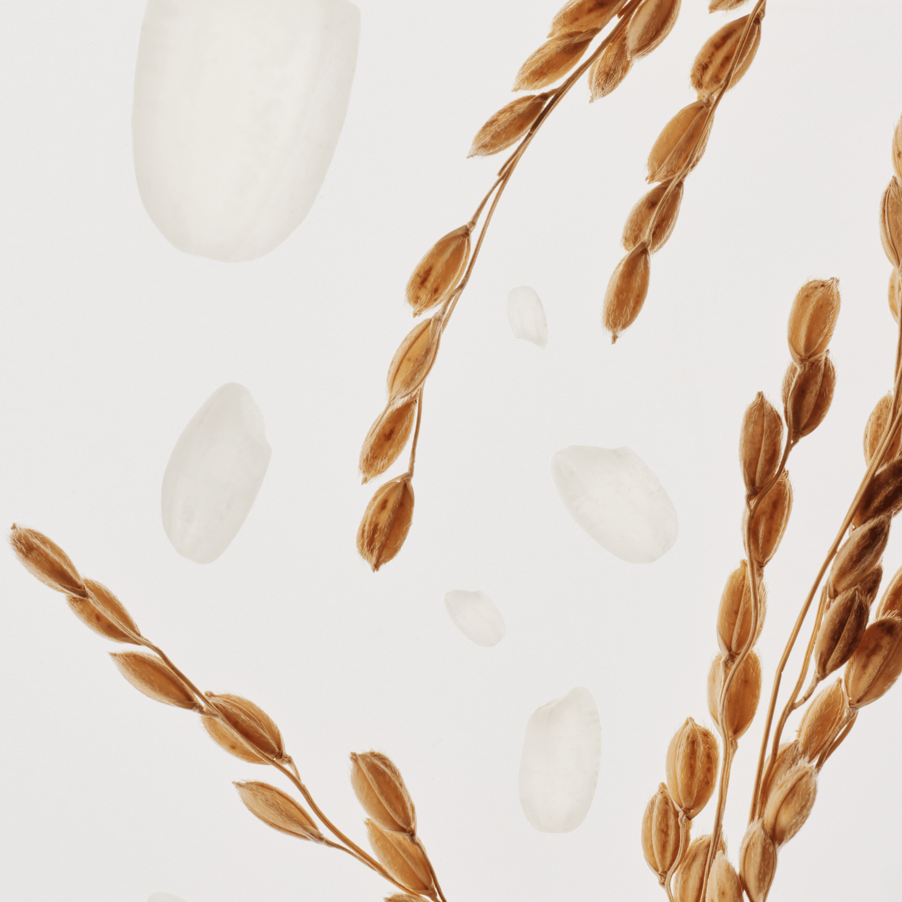 Rice Extract - Key Ingredients